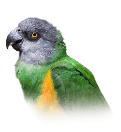 Pet Parrot