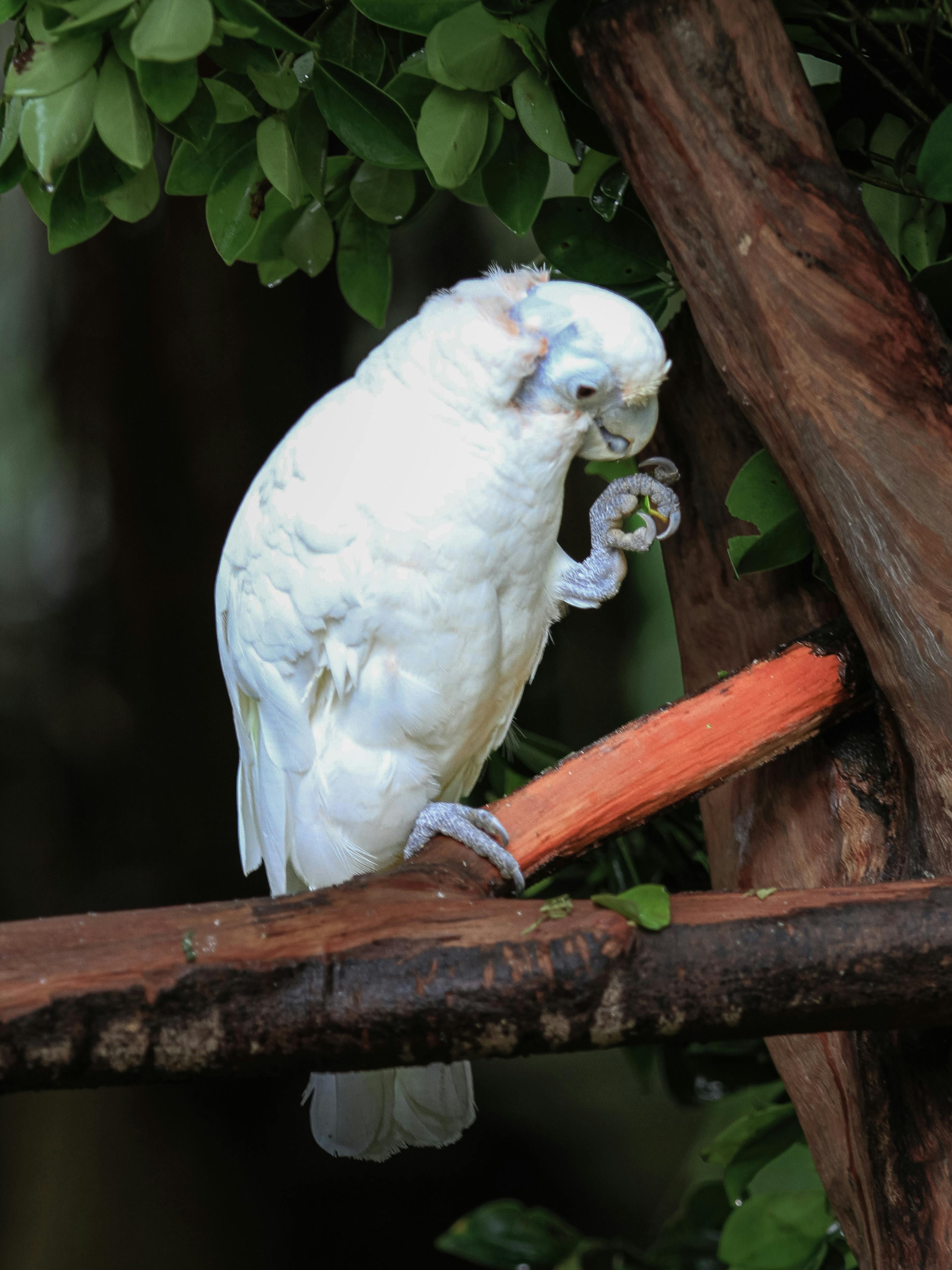 Parrot Security OS Tools