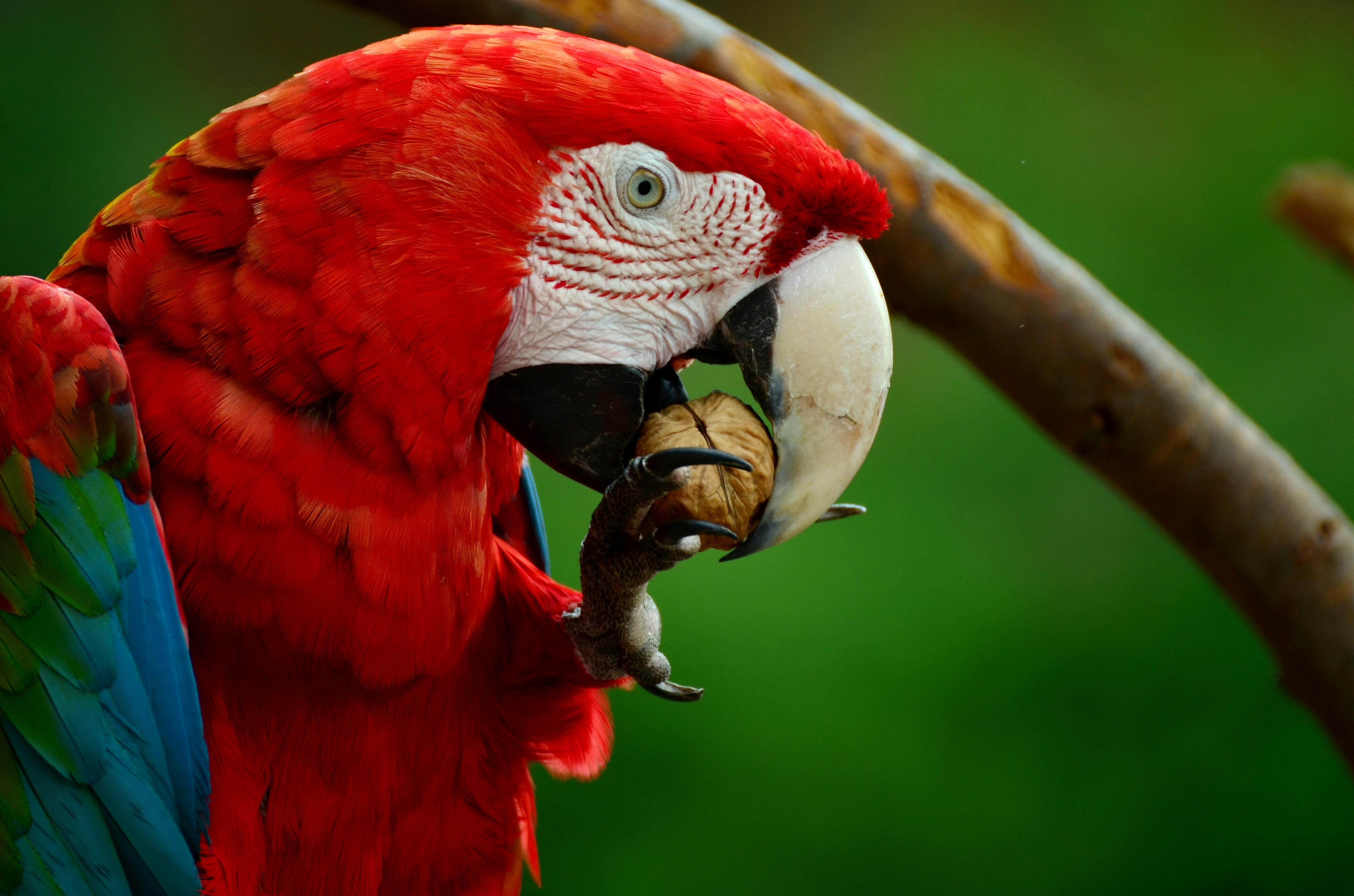 Macaw Parrot