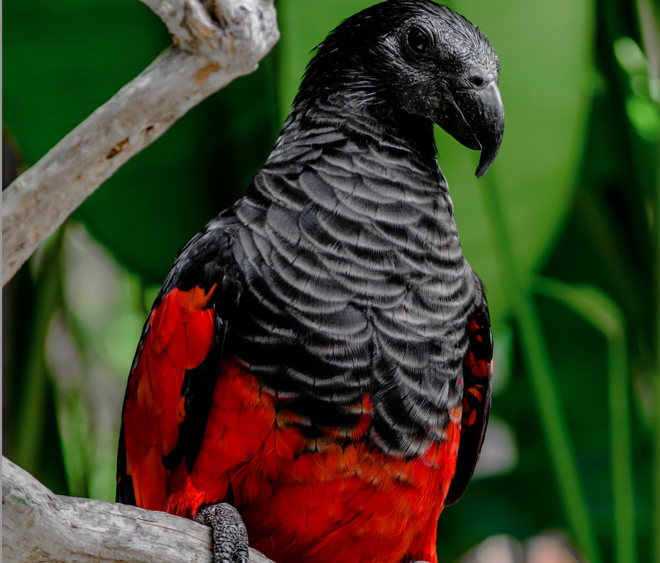 Best 7 Ways to Care for Your Dracula Parrot in 2025: Essential Tips for a Happy Pet