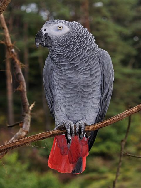 Best 7 Options for African Grey Parrot Prices in 2025