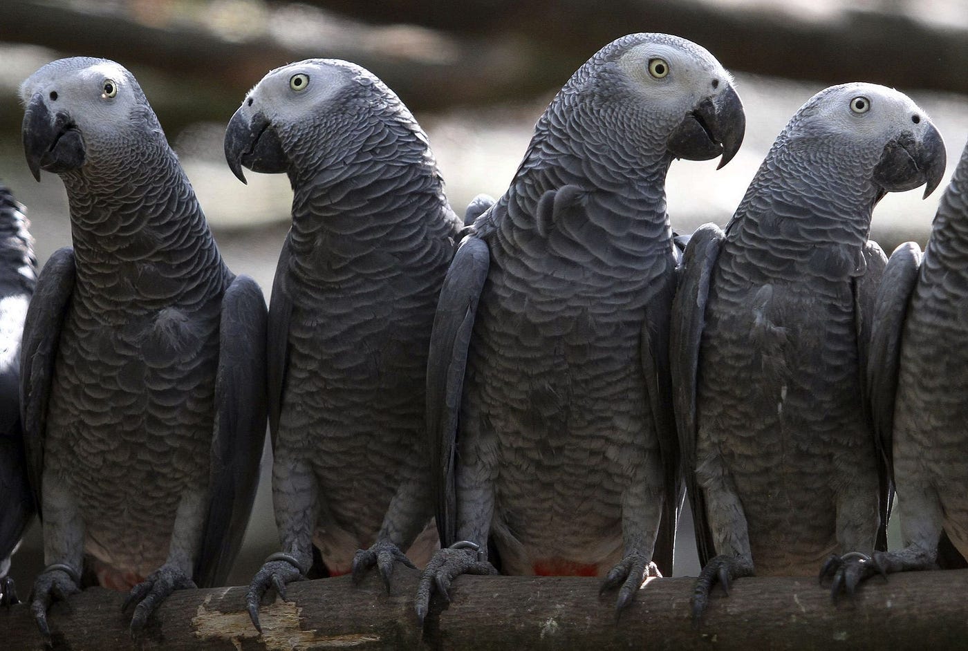 African Grey Parrot Price Image 1