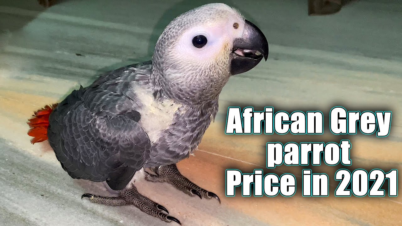 African Grey Parrot Price Image 2