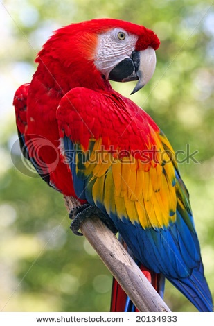 Red Parrot