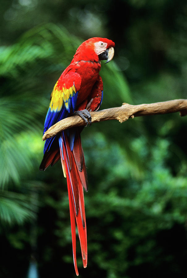 Exotic Tropical Birds