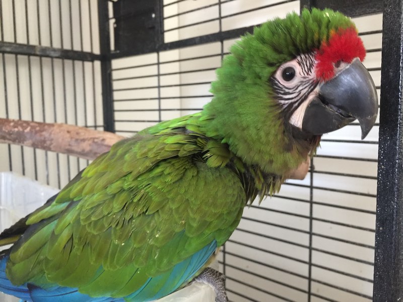 A vibrant baby parrot