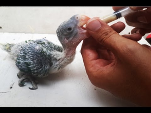 Playful baby parrot