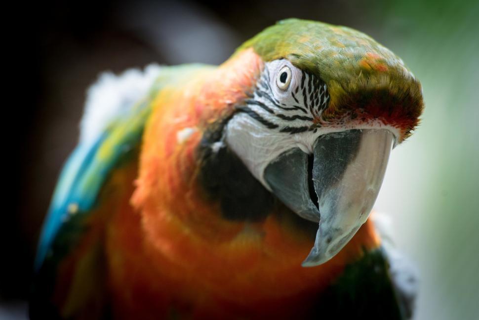 Effective Ways to Embrace the Parrot Head Lifestyle in 2025: Discover Your Inner Joy