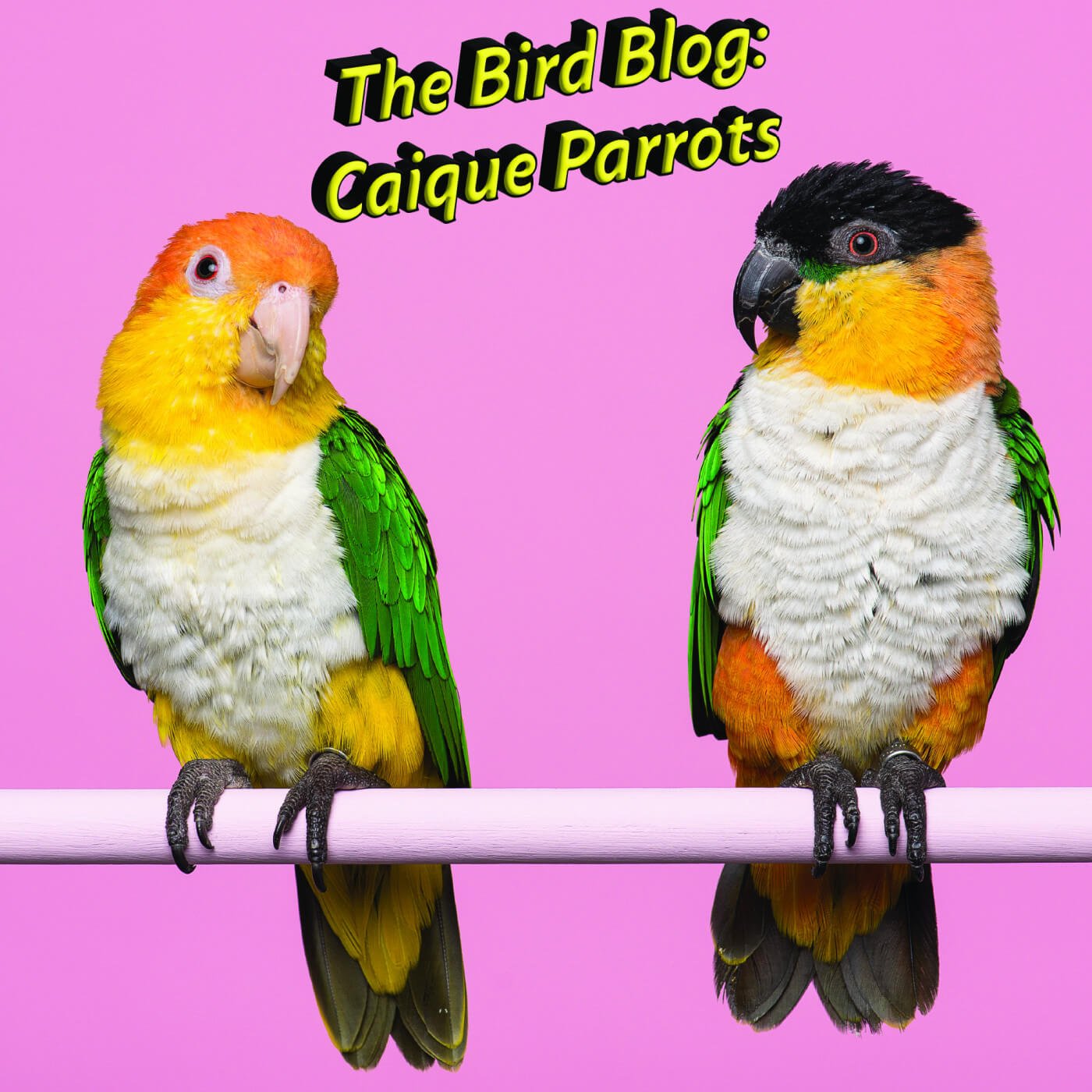 How to Care for Your Caique Parrot: Essential Tips for Happy Birds in 2025