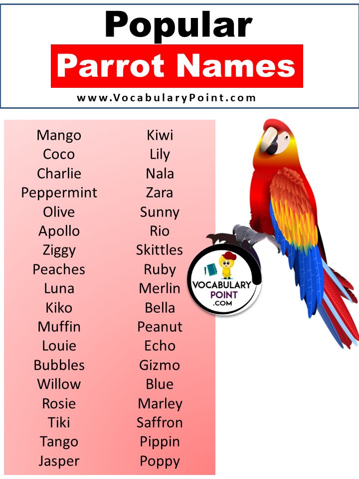 Effective Ways to Choose the Best Parrot Names in 2025 – Discover Unique Ideas!