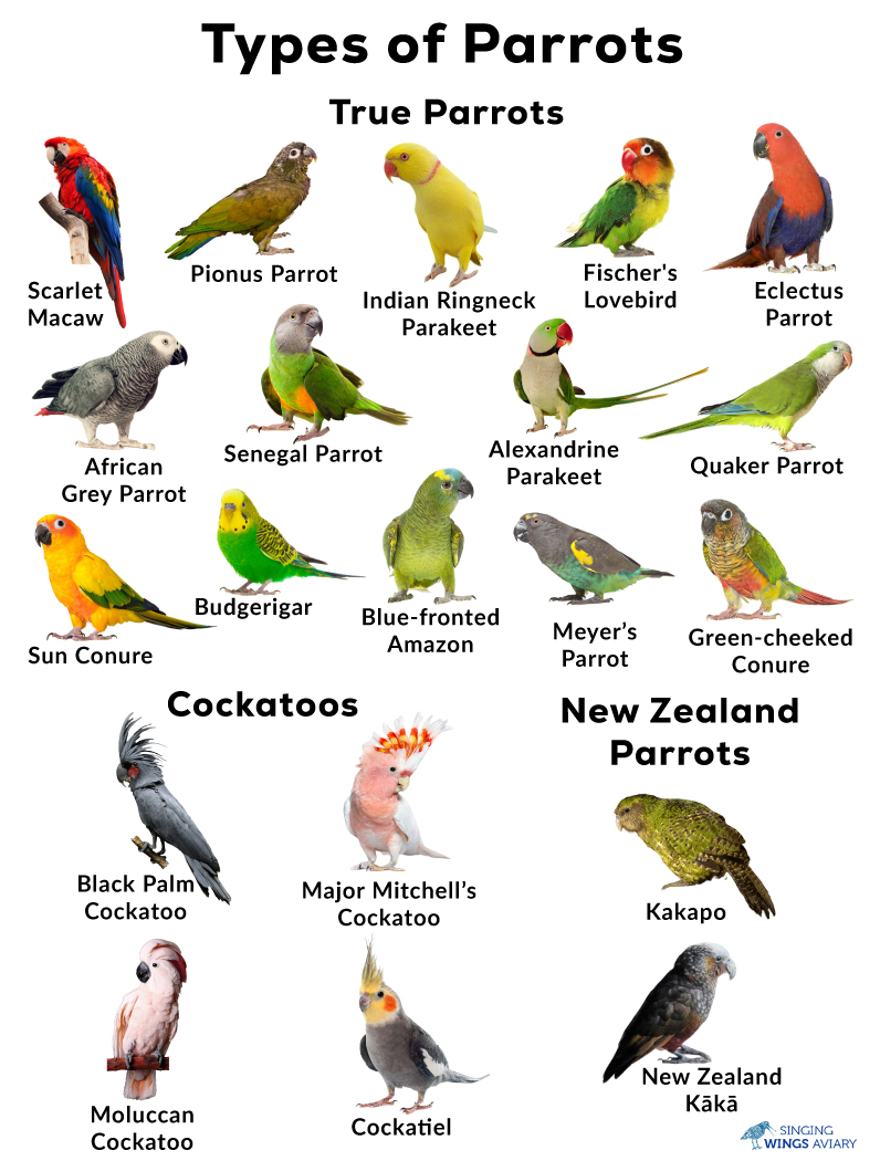 Colorful Parrot Names