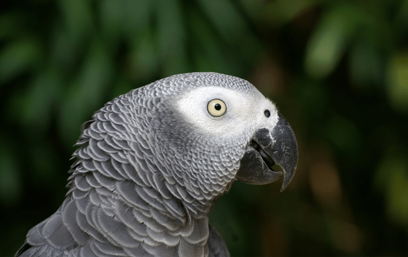 Creative Parrot Naming Ideas