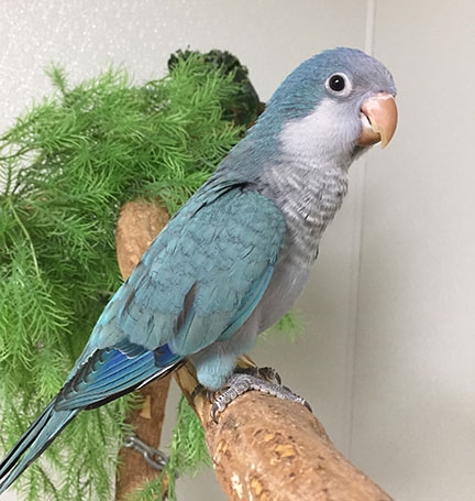 Blue Quaker Parrot