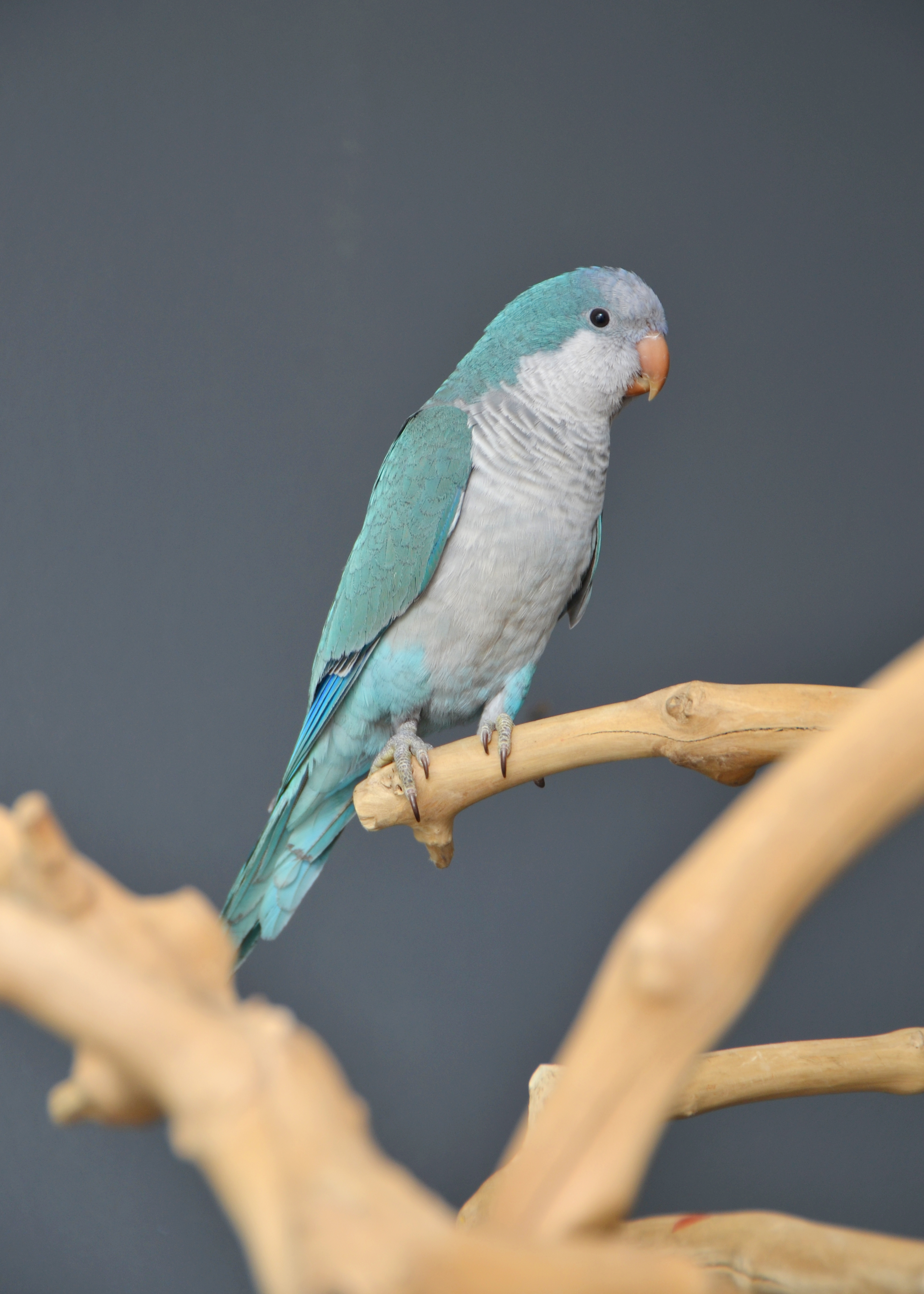 Blue Quaker Parrot