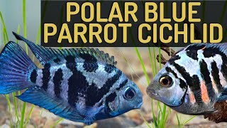 Essential Guide to Polar Blue Parrot Cichlid Care in 2025: Optimize Your Aquarium!