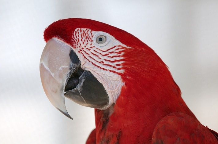 Smart Ways to Improve Parrot Beak Health in 2025: Essential Tips to Enhance Care