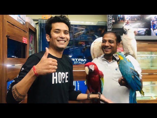 Smart Ways to Determine Macaw Parrot Prices in 2025: Enhance Your Pet Knowledge