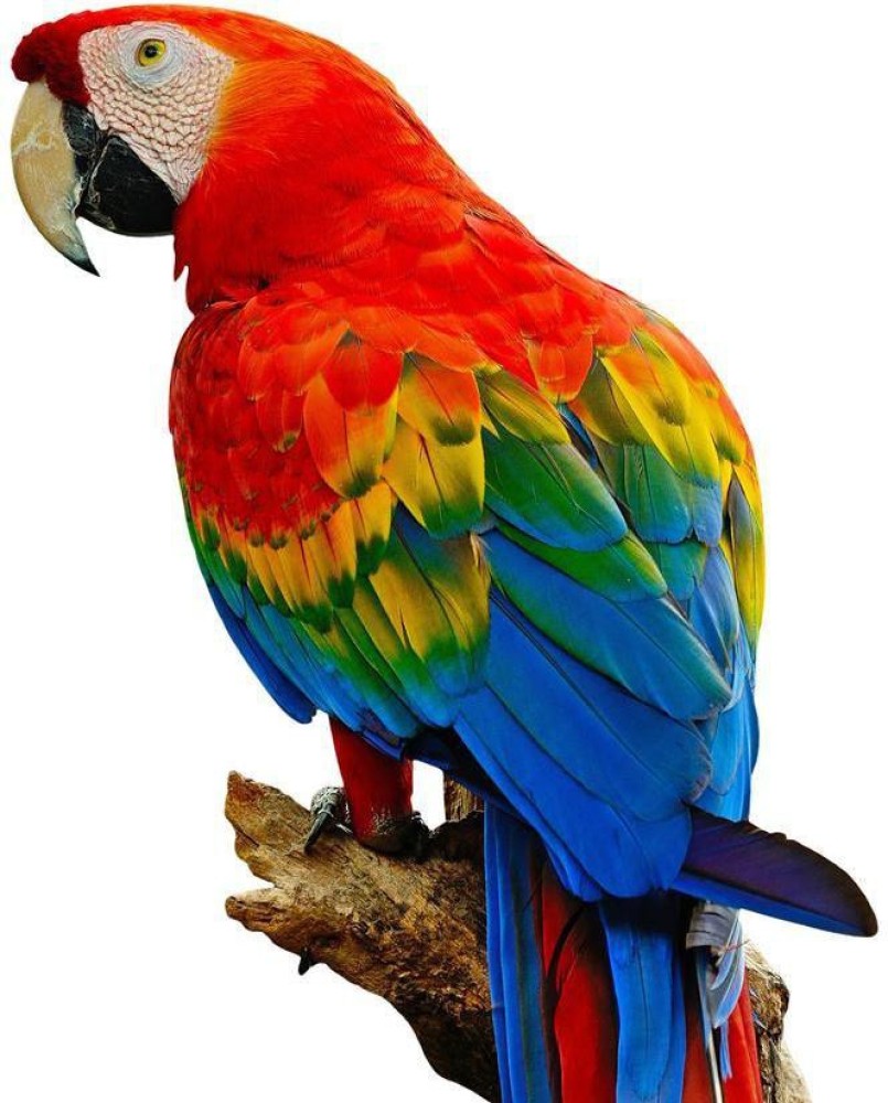 Macaw Parrot Price Image 1