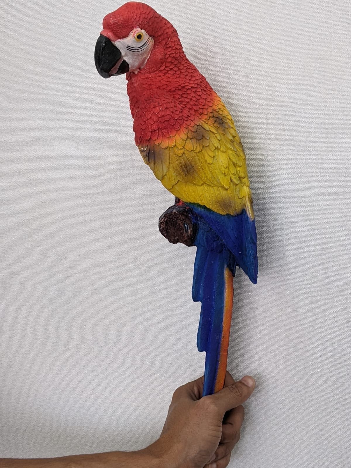 Macaw Parrot Price Image 2