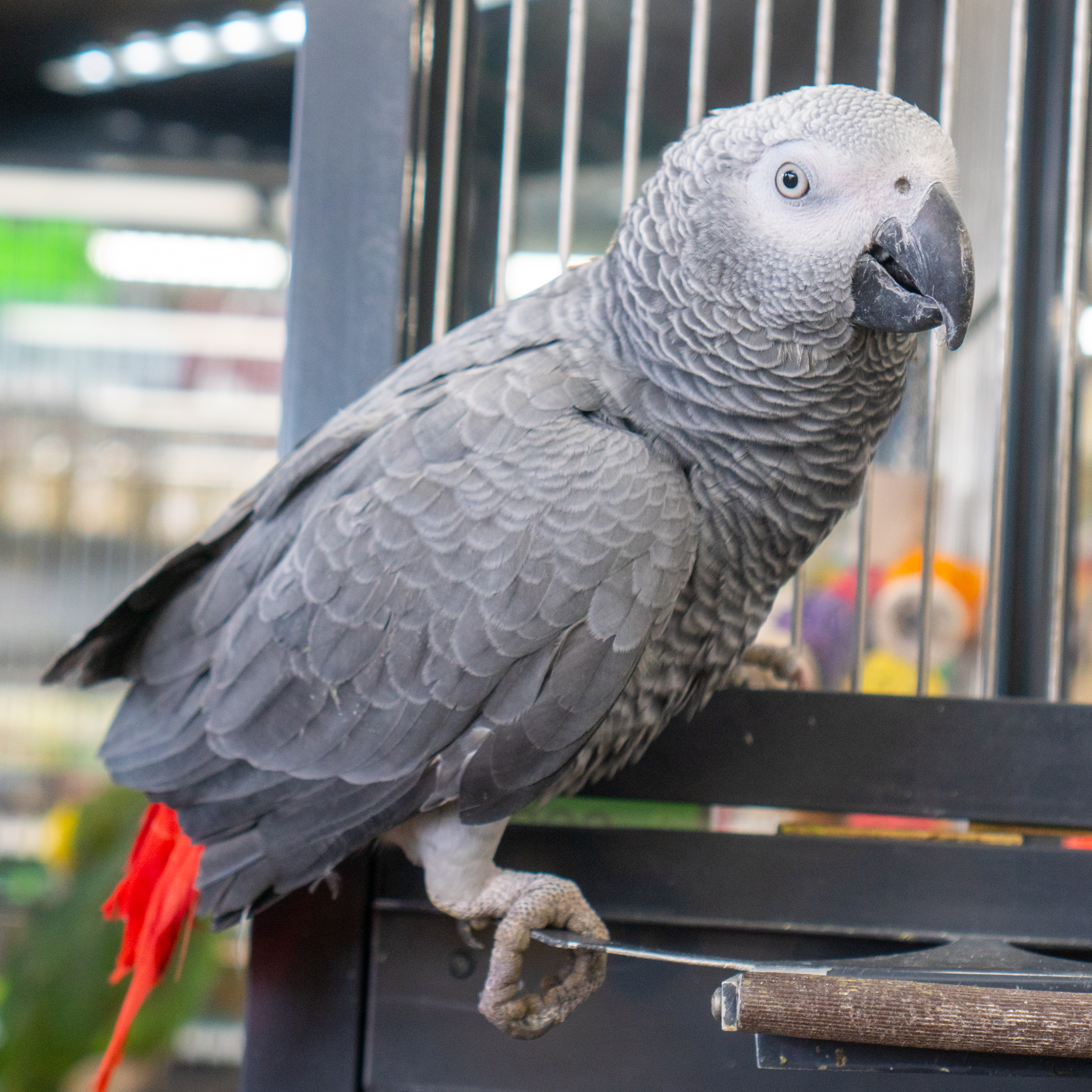 Best 5 African Gray Parrot Options for Enthusiasts in 2025 – Discover Now!