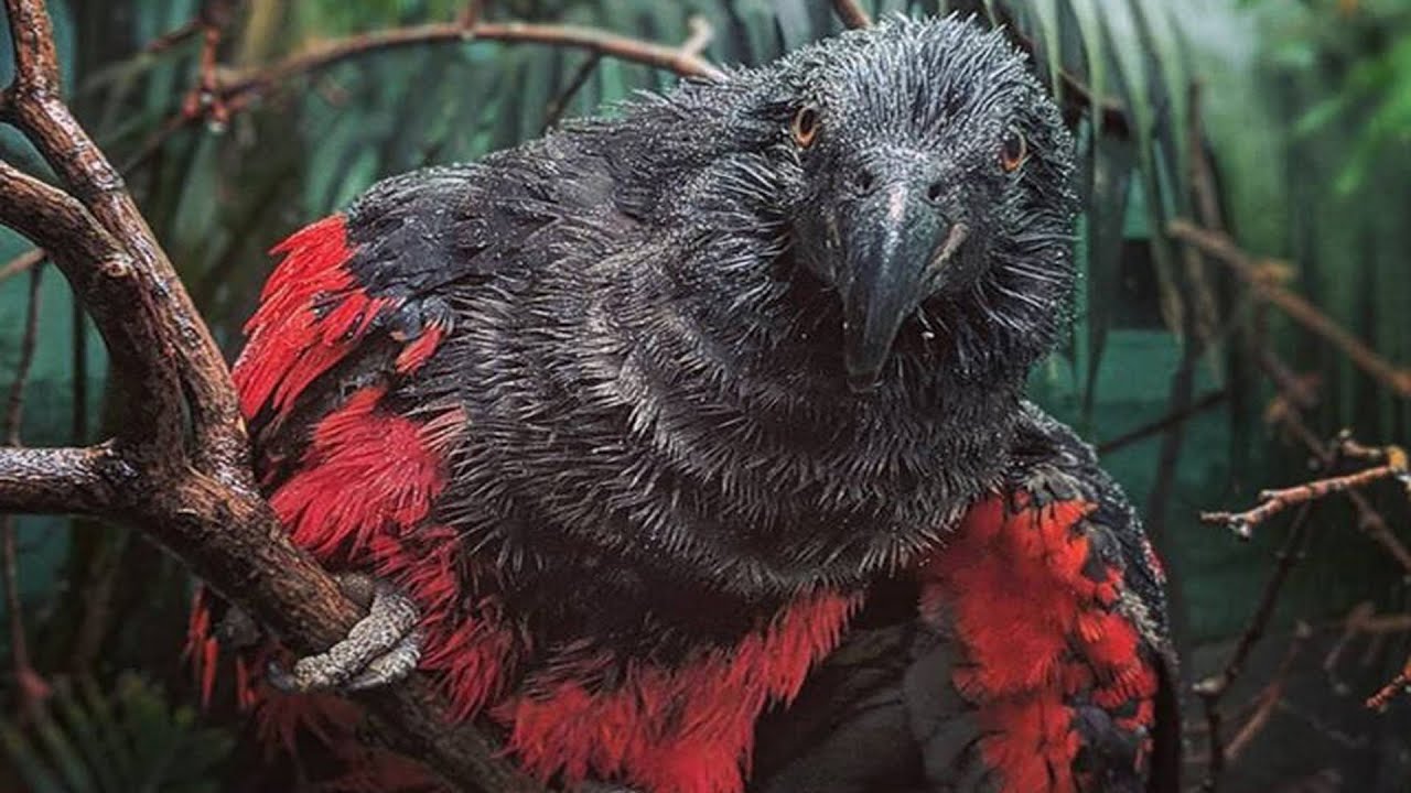 Smart Ways to Care for Your Dracula Parrot in 2025: Explore the Best Options!