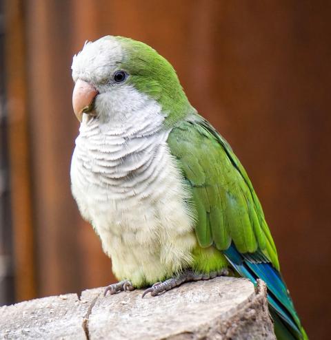 Top 5 Practical Ways to Enhance the Lifespan of Your Quaker Parrot in 2025