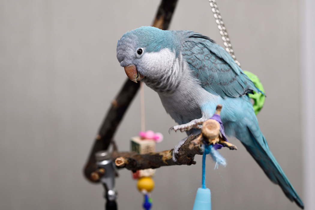 Quaker Parrot Lifespan