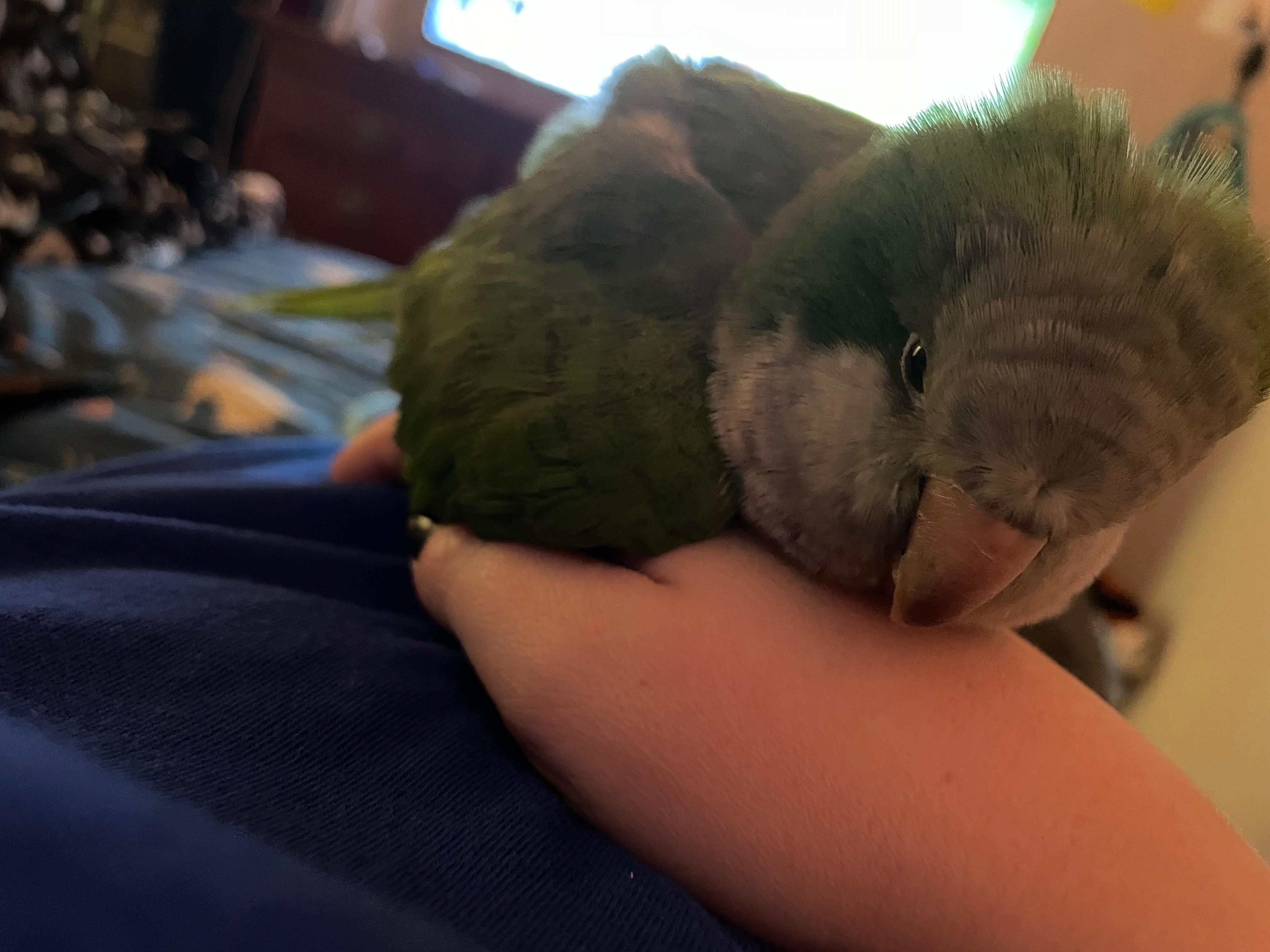 Caring for Quaker Parrots