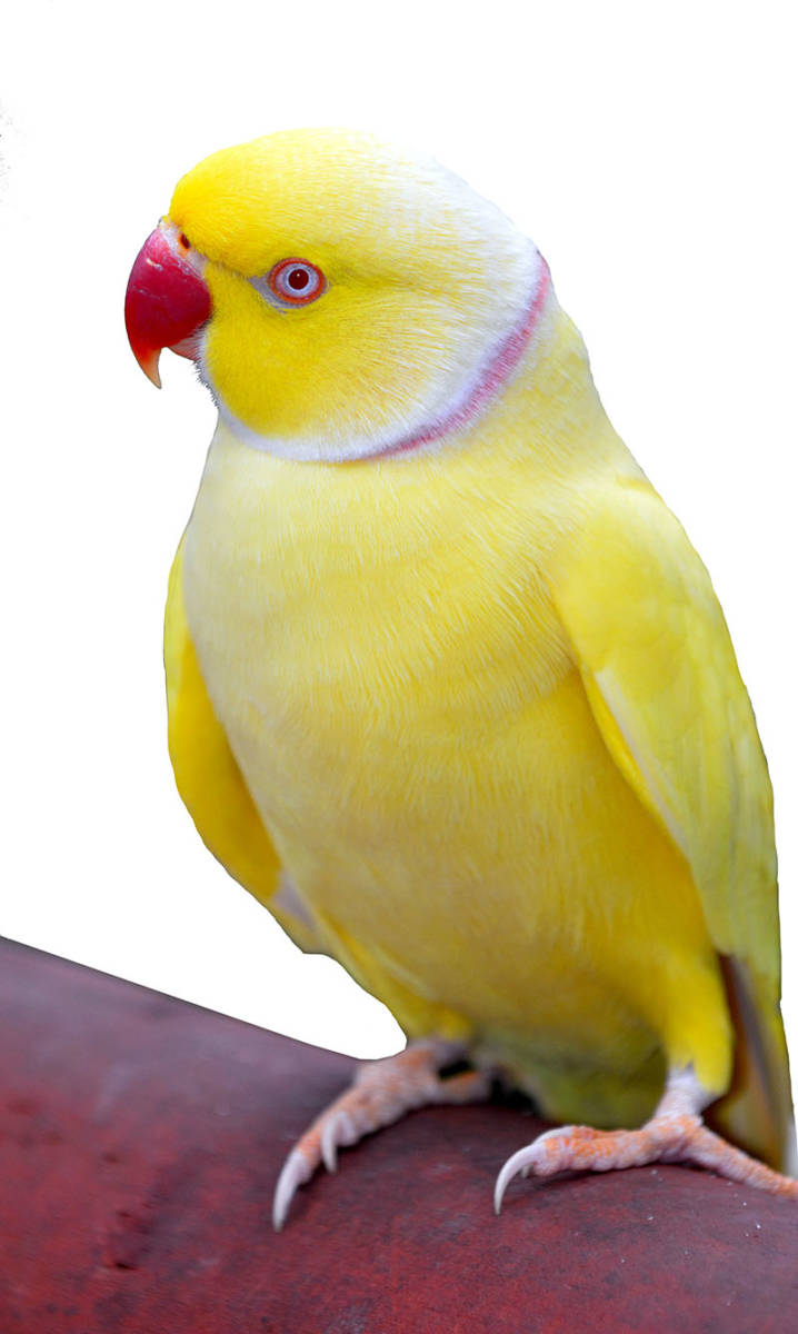 Indian Ringneck Parrot