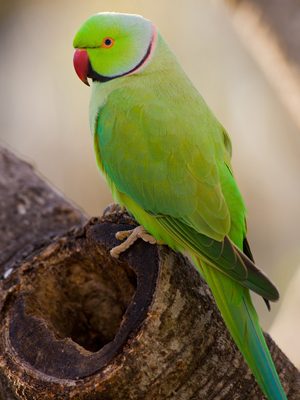 Indian Ringneck Parrot in a Cage