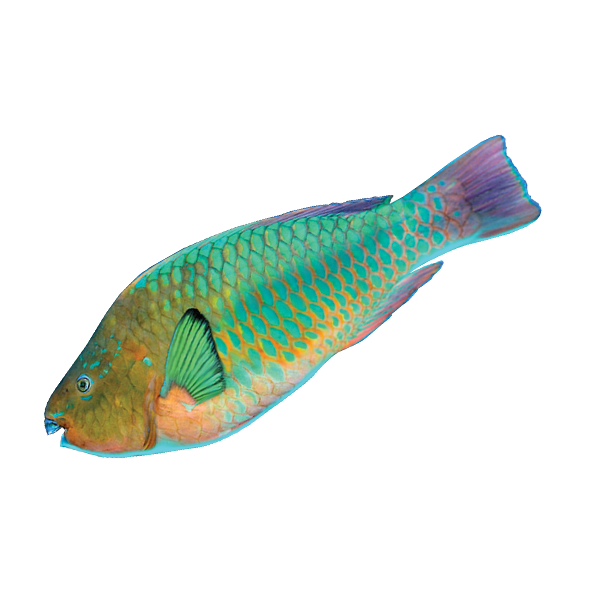 Effective Ways to Train Your Rainbow Parrot Fish for a Vibrant Aquarium in 2025