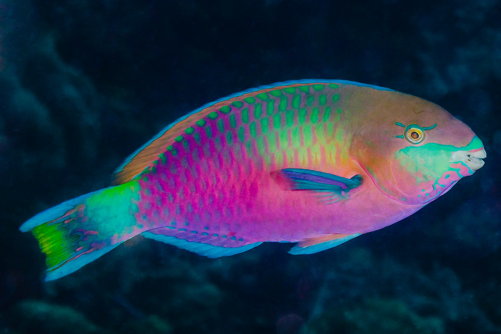 Rainbow Parrot Fish