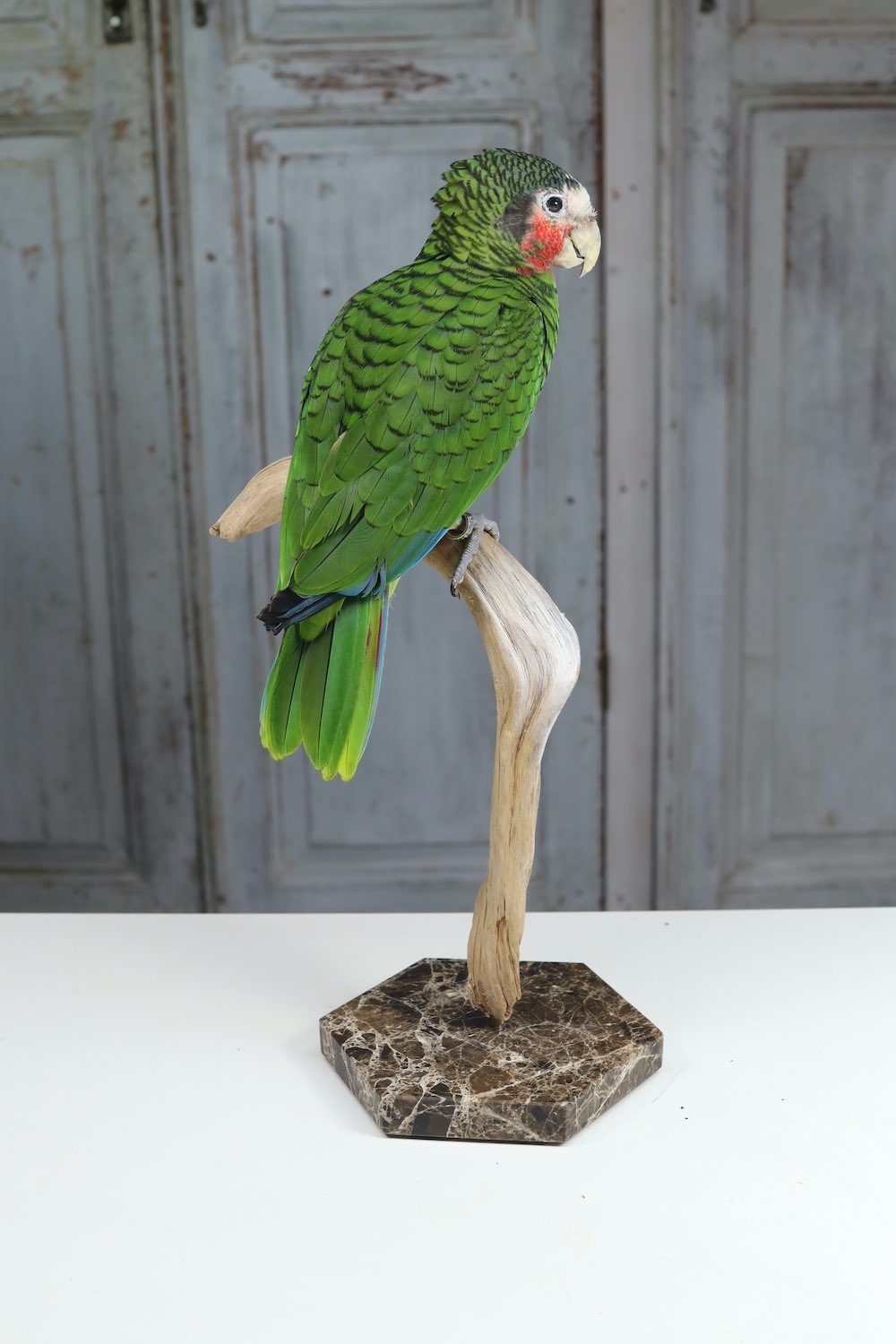 Parrot Taxidermy