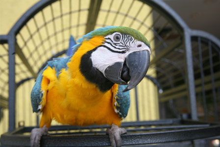 Best 7 Parrot Prices to Consider for 2025: Discover Affordable Options Today