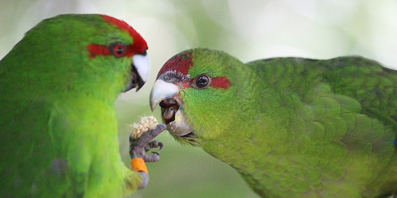 Smart Ways to Care for Your Kakariki Parrot in 2025: Essential Tips to Ensure a Happy Pet