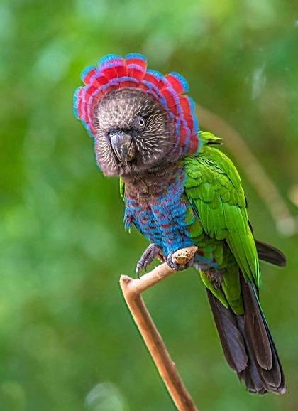 Essential Guide to Hawk-Headed Parrot Care: Tips for Better Health in 2025