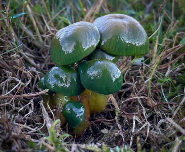 Smart Ways to Identify Parrot Waxcap Mushrooms: Explore the Latest Tips for Foraging in 2025