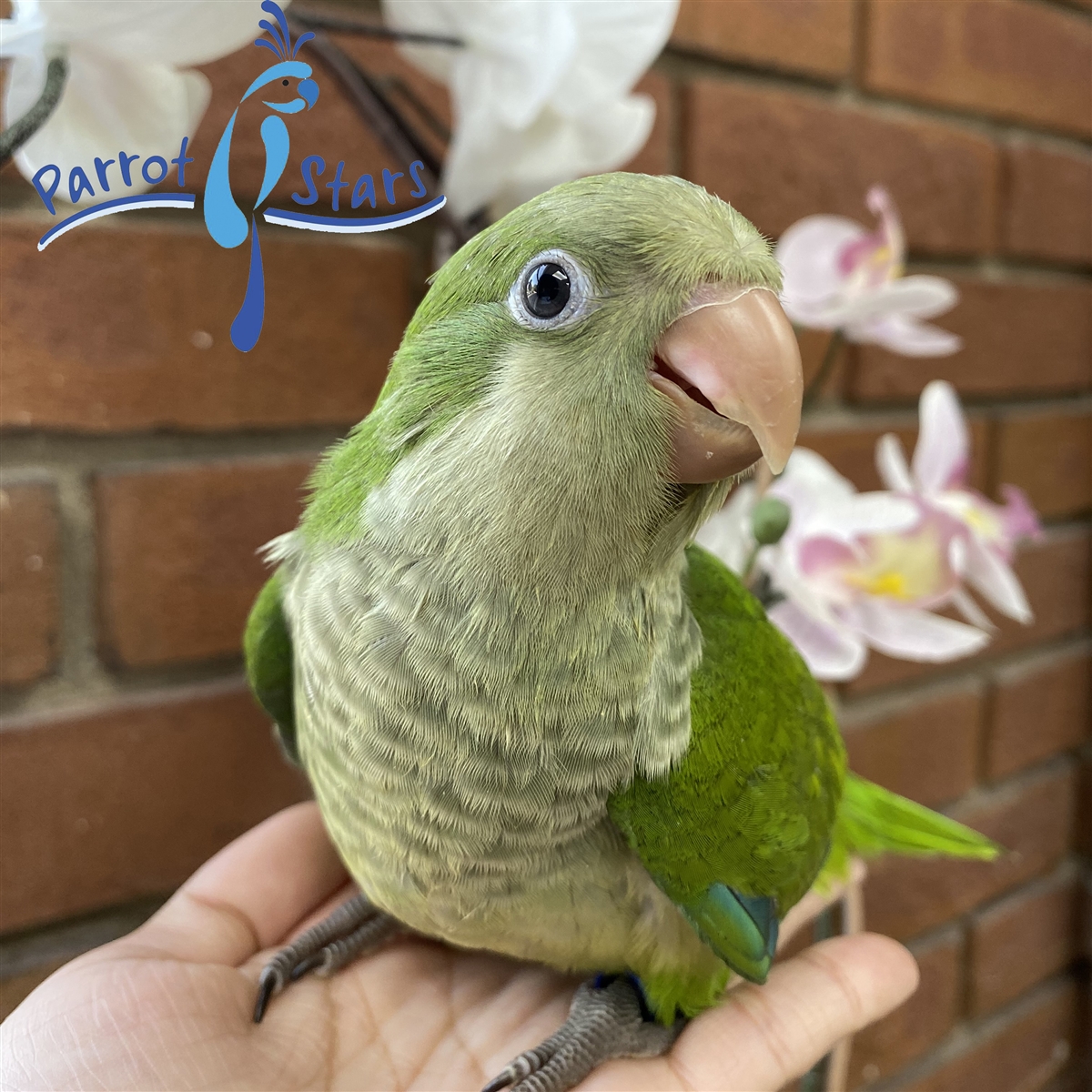 Top 5 Quaker Parrot Prices for 2025: Discover Your Affordable Companion