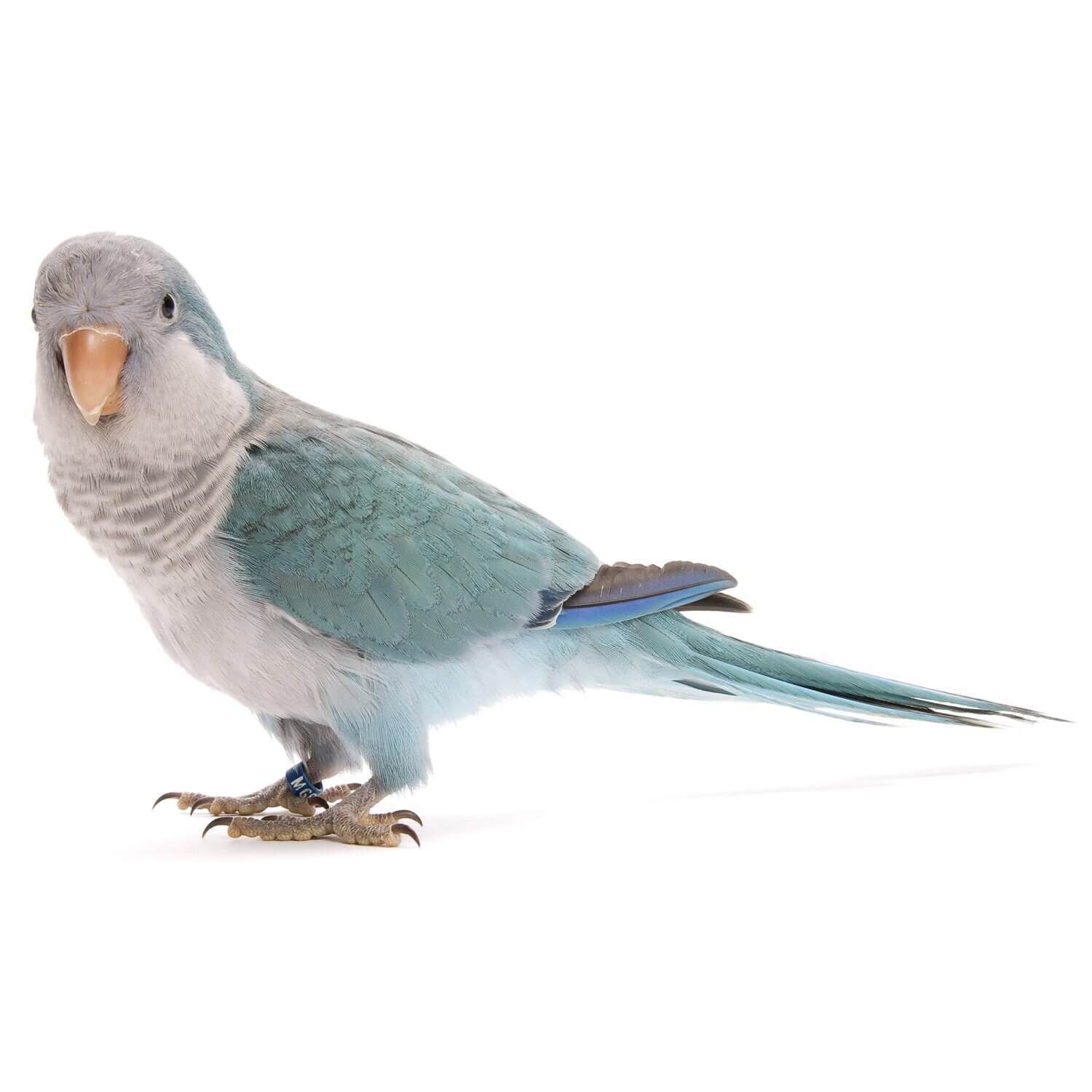 Quaker Parrot