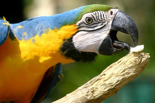 Smart Ways to Improve Your Parrot’s Tongue Skills in 2025