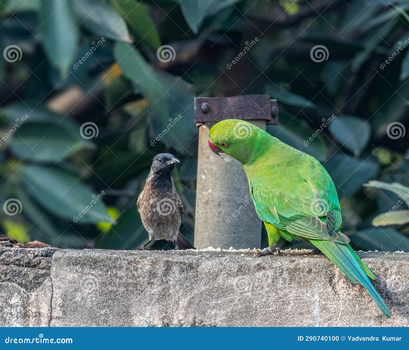 Colorful Amazon Parrots