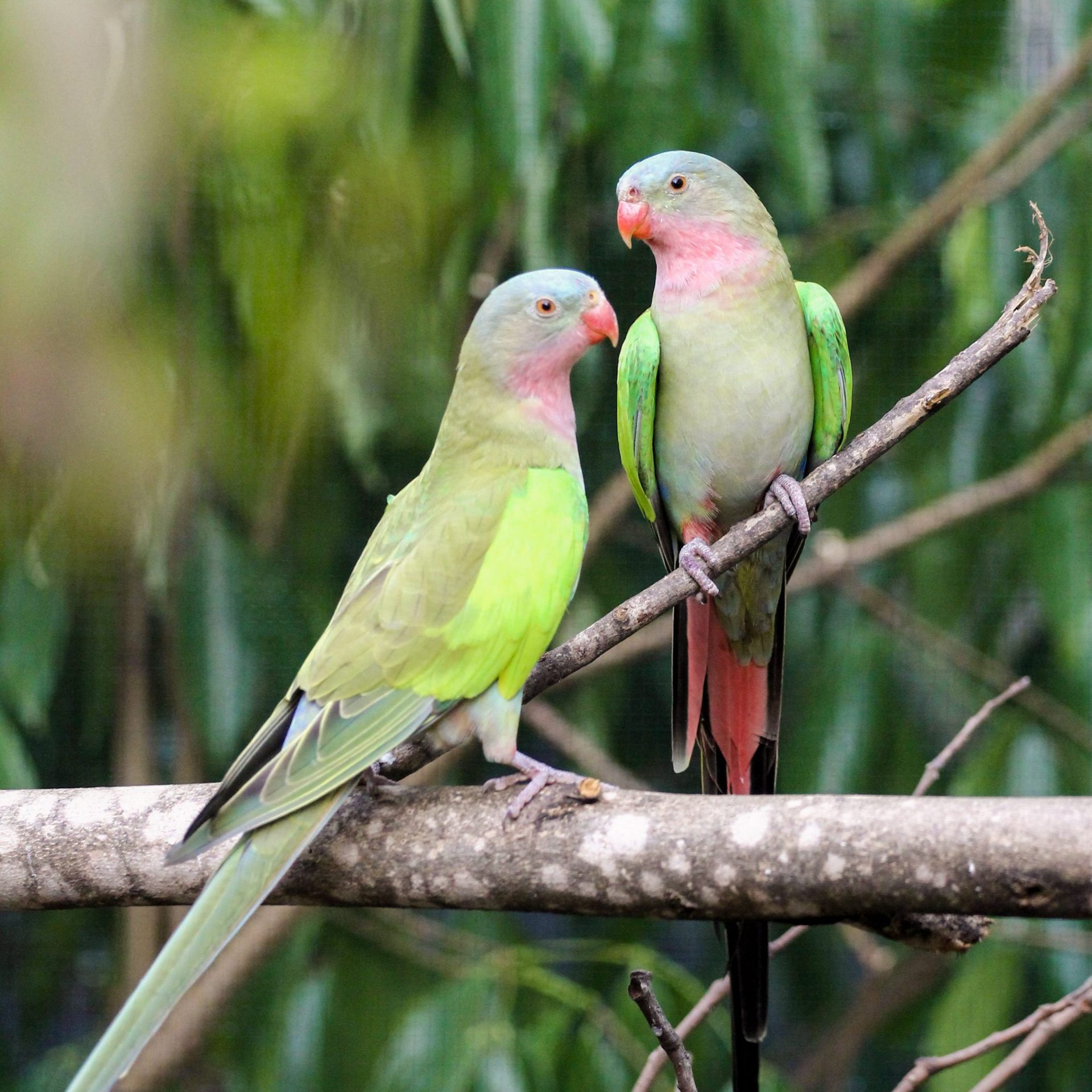 Smart Ways to Improve Your Princess Parrot’s Health in 2025