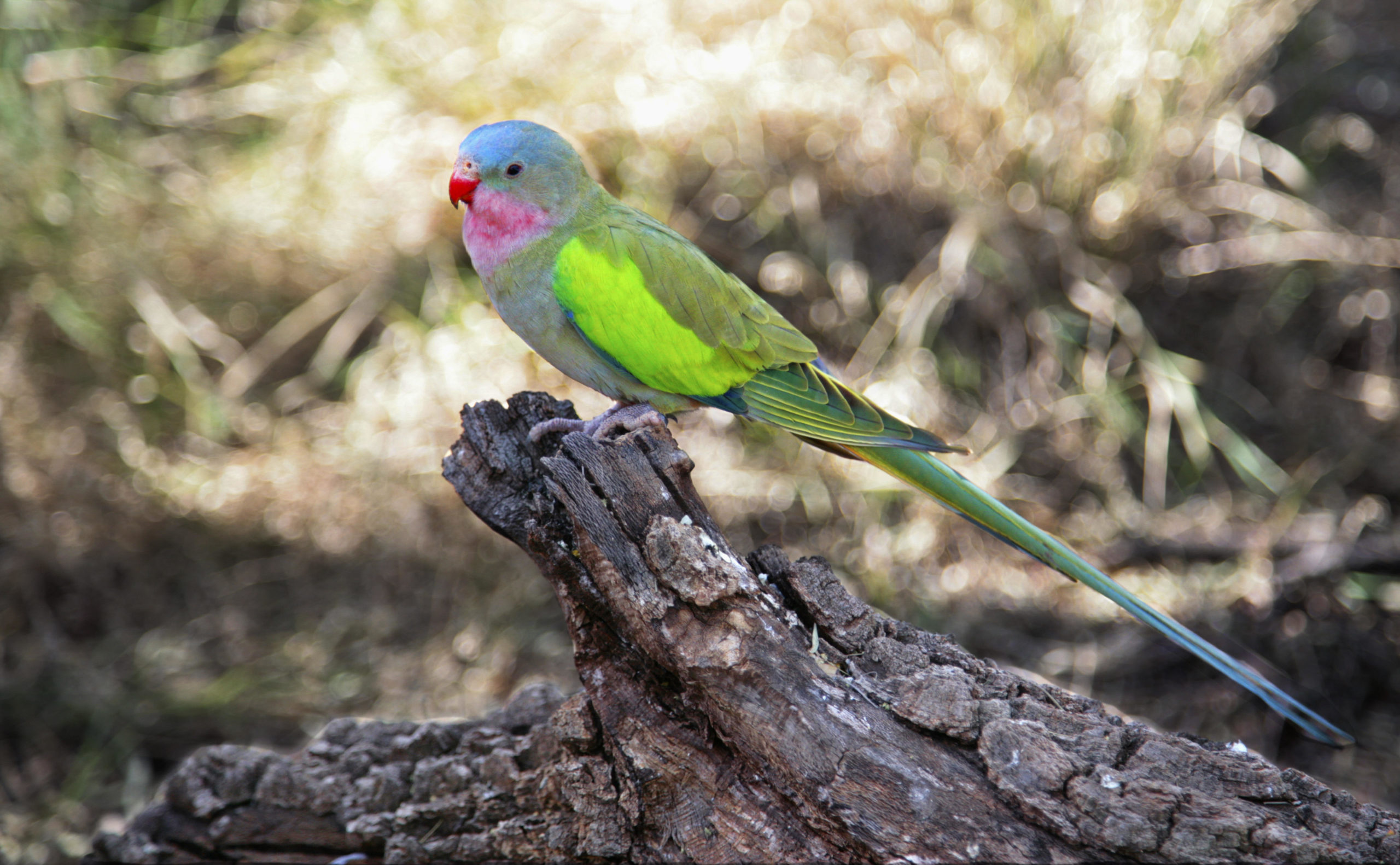 Princess Parrot