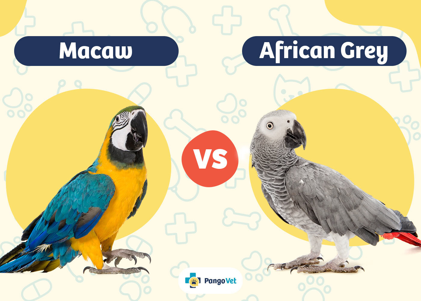 Effective Ways to Understand Macaw vs Parrot Differences in 2025