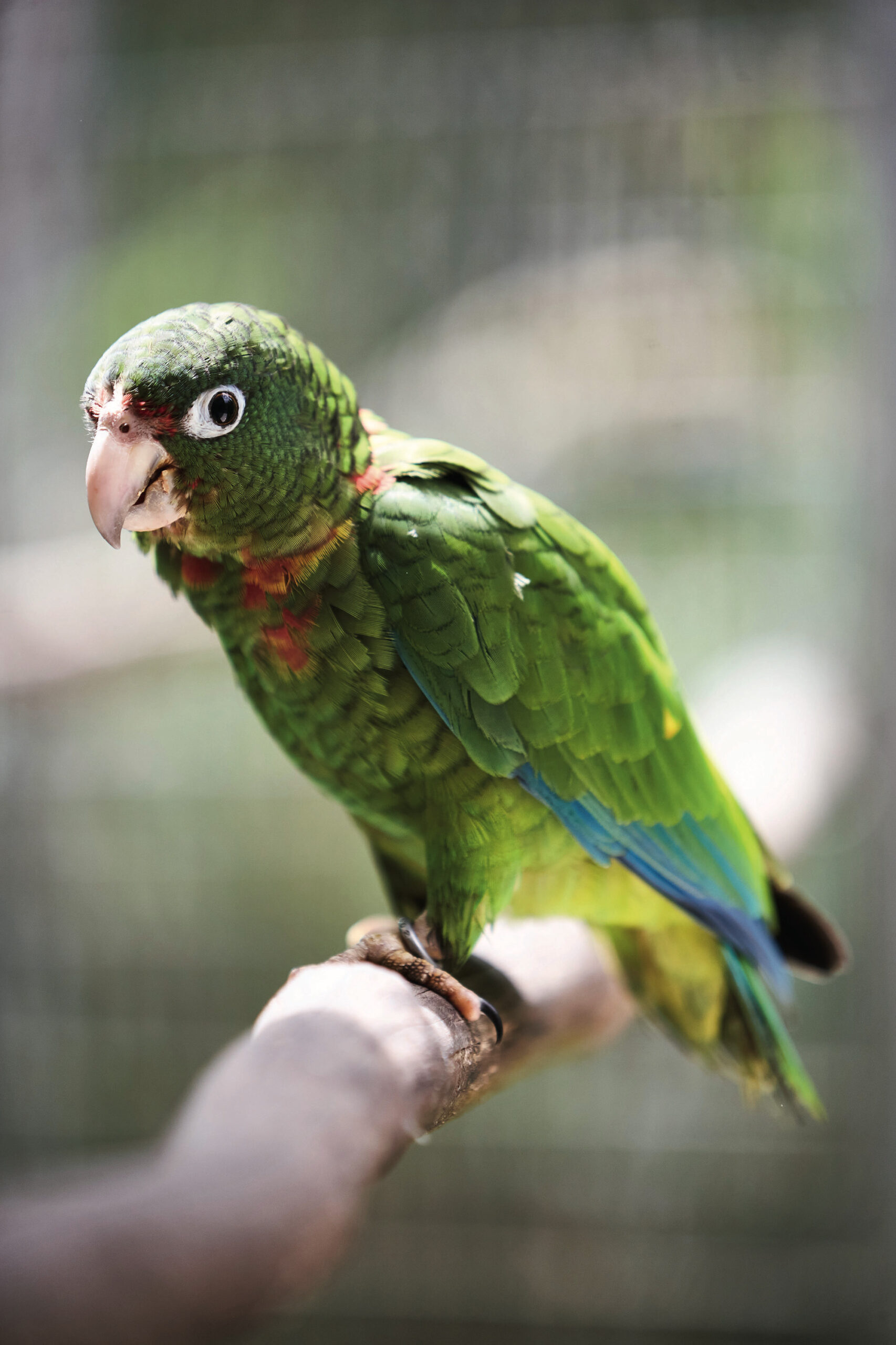 Top 5 Ways to Find Stunning Parrot Images in 2025 – Discover the Best Options!