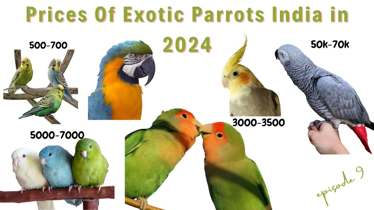 Estimating the cost of owning a parrot