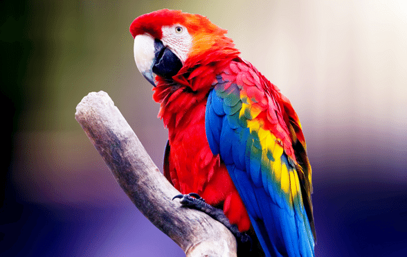 Parrots cost analysis and budgeting