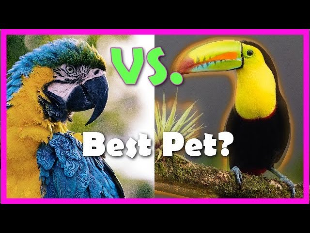 Explore the Differences: Parrot vs Macaw – Which One is Right for You in 2025?