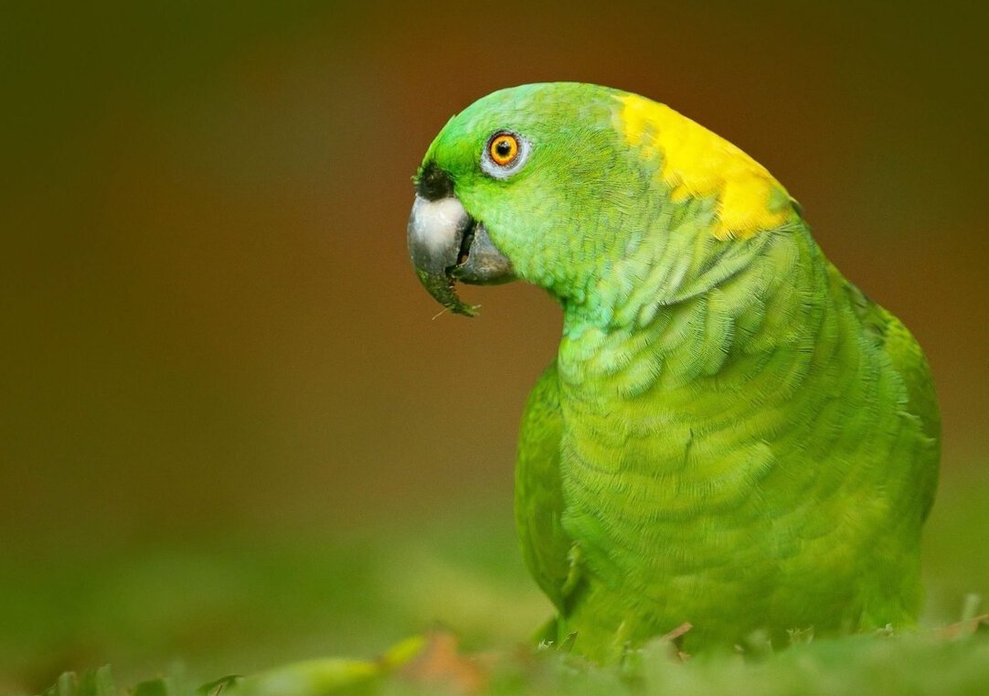 Discover the Essential Guide to Amazon Parrot Lifespan: Improve Their Longevity in 2025!