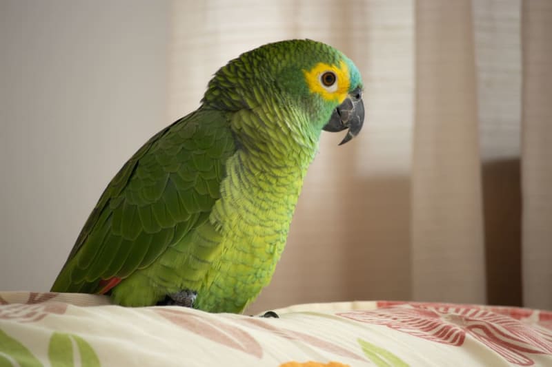 Amazon Parrot Lifespan